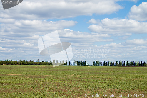 Image of grass field