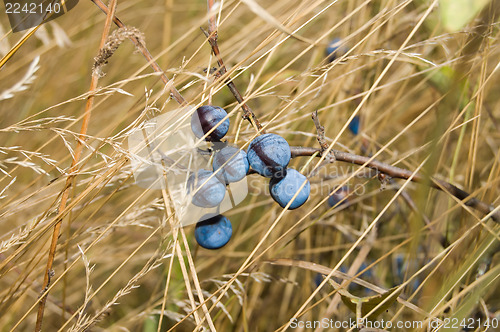 Image of sloe