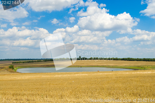 Image of pond