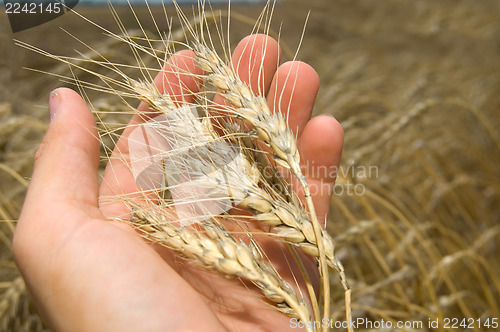 Image of cone in hand