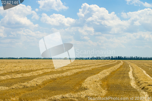 Image of windrows