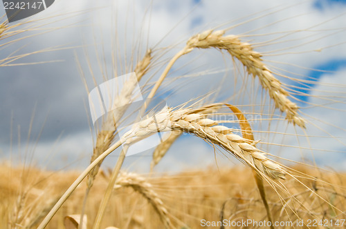 Image of ear of wheat