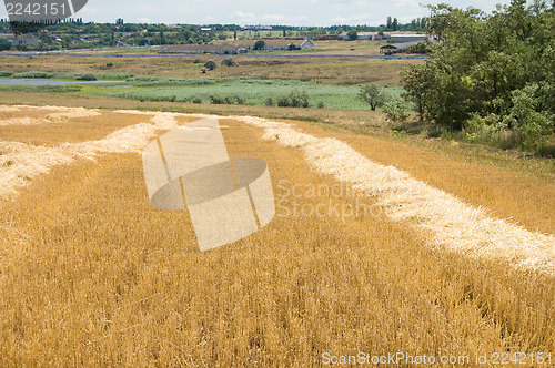 Image of windrows and green