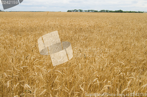 Image of field