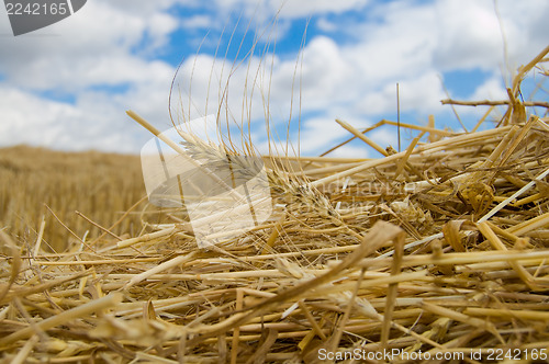 Image of ear of wheat