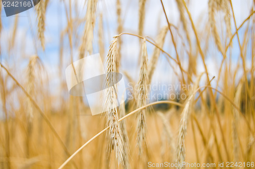 Image of ripe rye