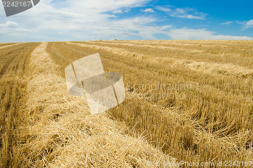 Image of windrows