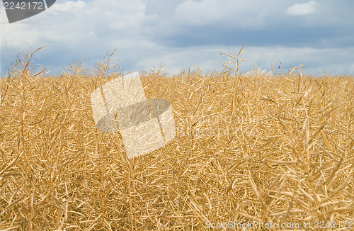 Image of rape harvest