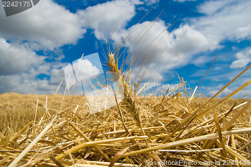 Image of ear of wheat