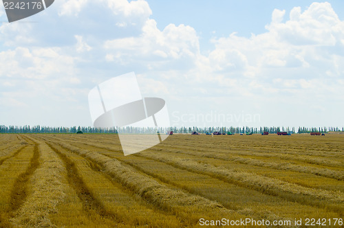 Image of harvesting