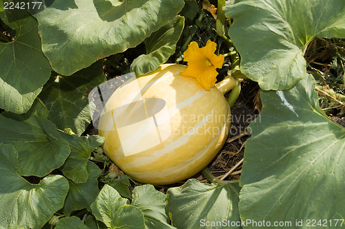 Image of pumpkin