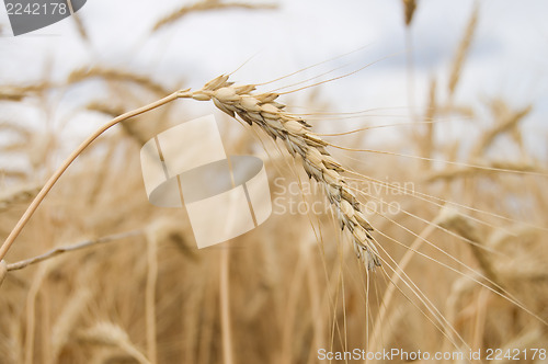 Image of single ear