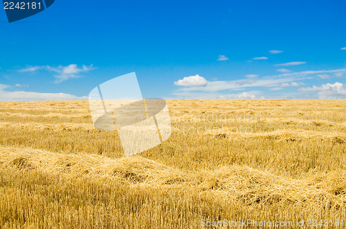 Image of windrows