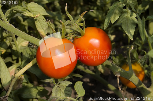 Image of tomato