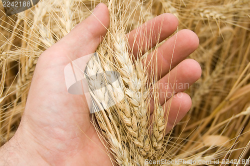 Image of harvest in hand