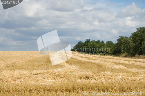 Image of windrows and trees