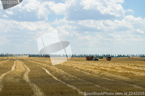 Image of harvesting