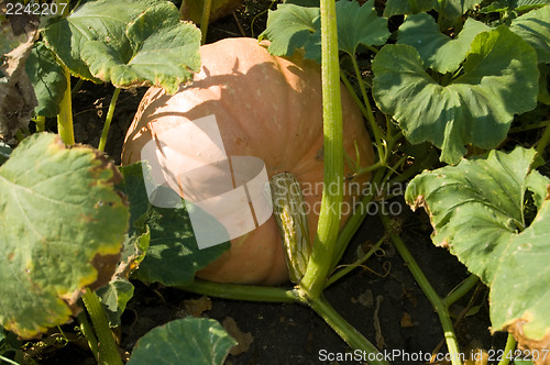 Image of cucurbit