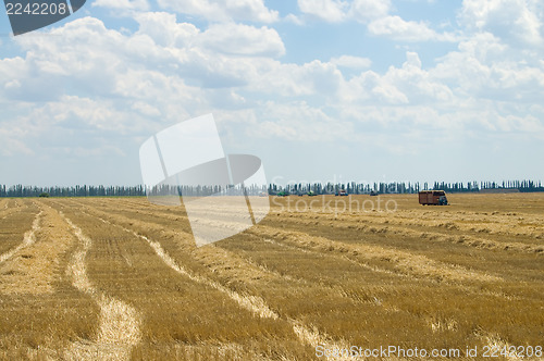 Image of windrows