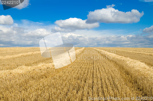 Image of windrows