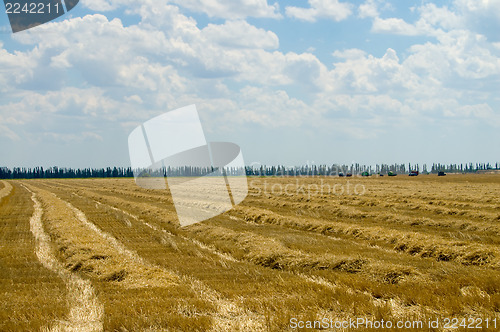 Image of windrows