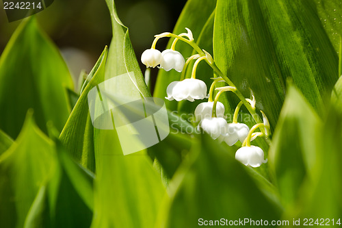 Image of Blooming Lily of the valley in spring garden