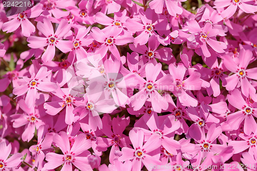 Image of pink flowers background or backdrop