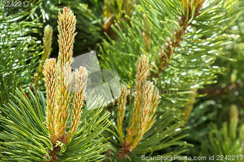 Image of Natural fresh background, pine on the green