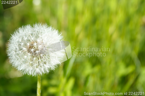 Image of close up of Dandelion on background green grass