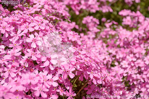 Image of pink flowers in spring garden