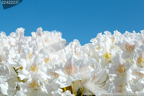 Image of white flowers against blue sky
