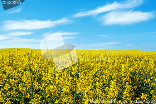 Image of Beautiful summer rural landscape