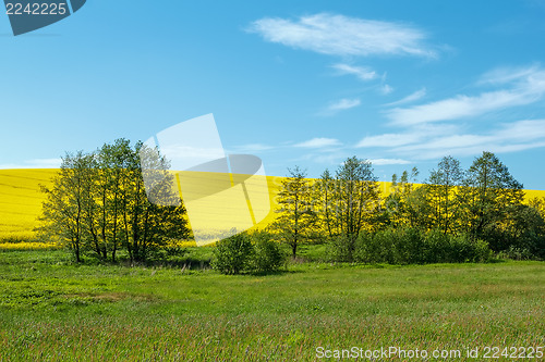 Image of Beautiful summer rural landscape