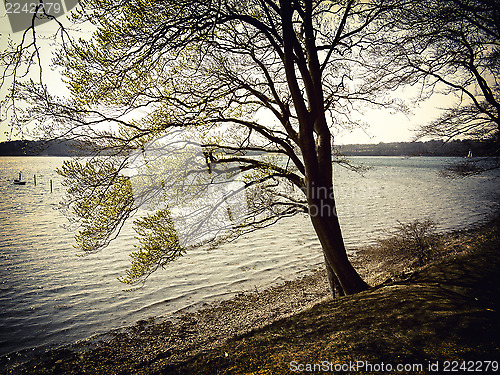 Image of Beech tree by the sea retro