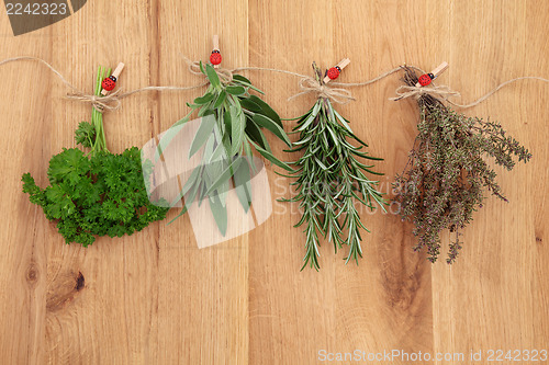 Image of Herbs Drying 