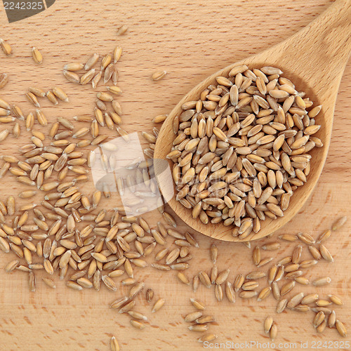 Image of Wheat Grain