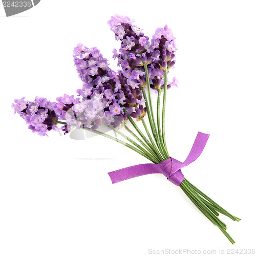 Image of Lavender Herb  