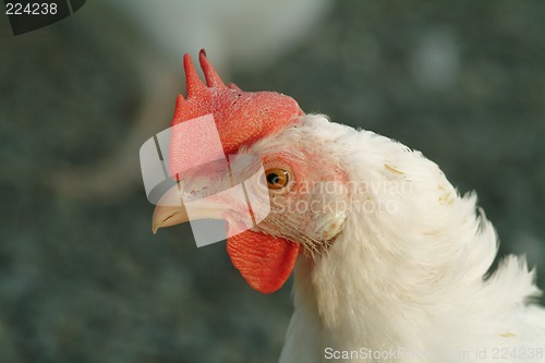 Image of chicken