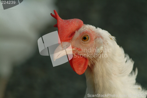 Image of chicken