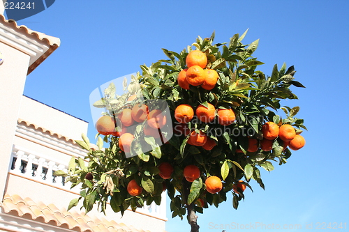 Image of Tangerine-tree on pavement in Spain