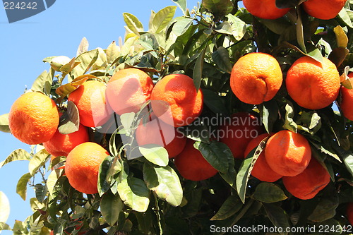 Image of Tangerine-tree in Spain