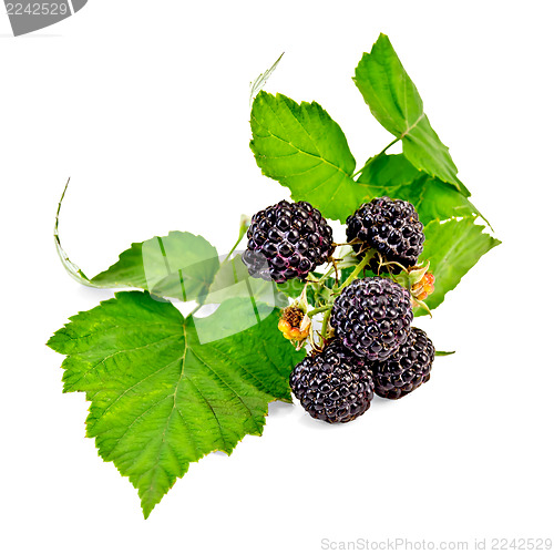 Image of Blackberries with leaves