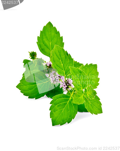 Image of Mint green with flowers