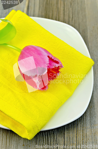Image of Tulip pink on the plate