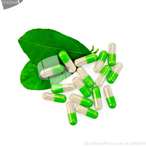 Image of Capsules green with leaves
