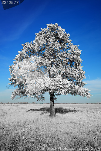 Image of Fantastically unreal white tree on blue sky background