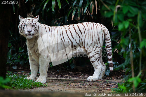 Image of White tiger in forest