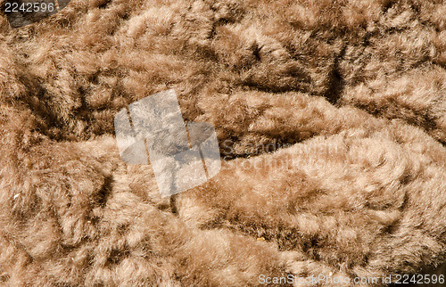 Image of soft brown furry background 