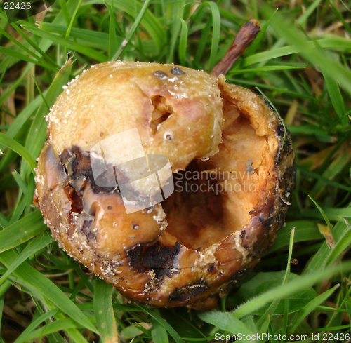 Image of Rotten Apple