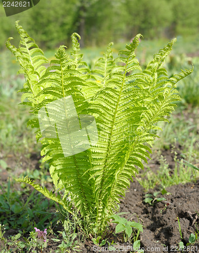 Image of young ostrich fern